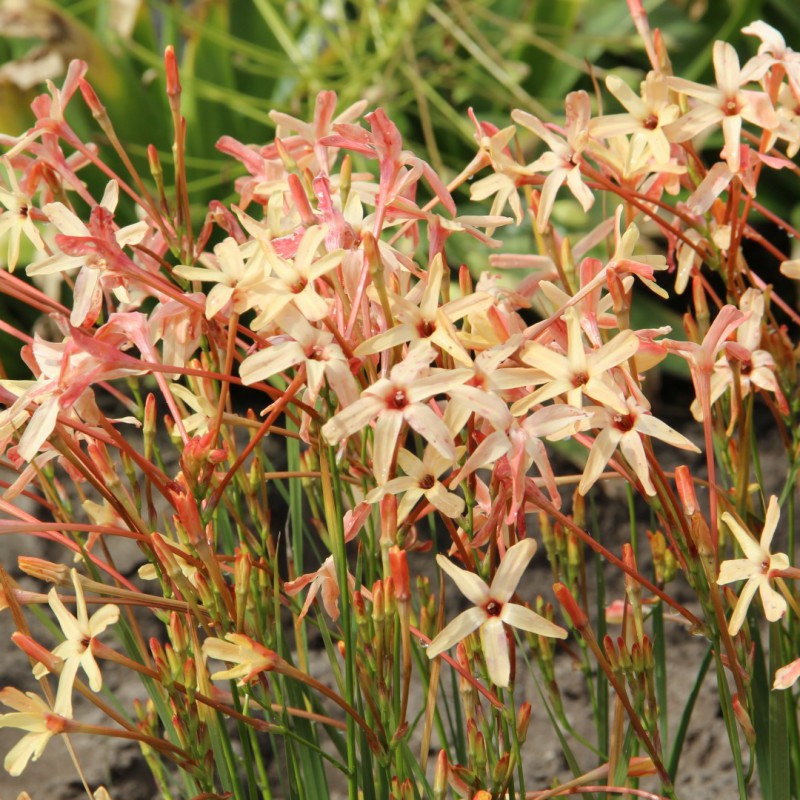 Ixia paniculata 'Eos'